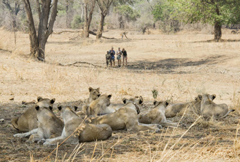 Shenton Safaris- South Luangwa
